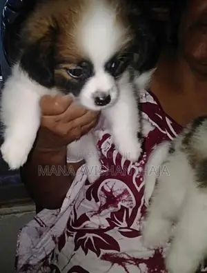 Terrier Puppy