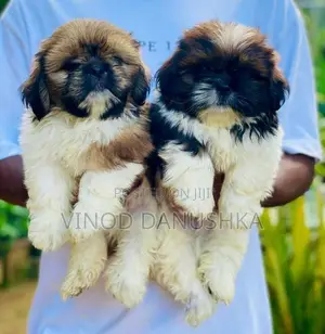 Shitzu puppies