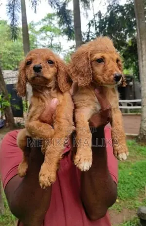 Cocker spaniel puppies