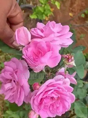ஊர் றோஸ்