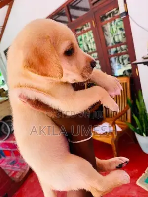 Labrador Dog