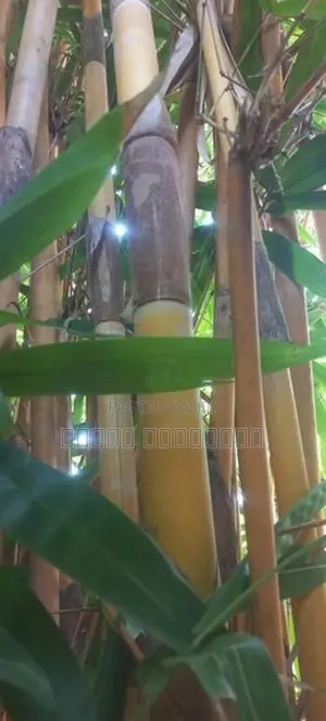 Bamboo Sticks