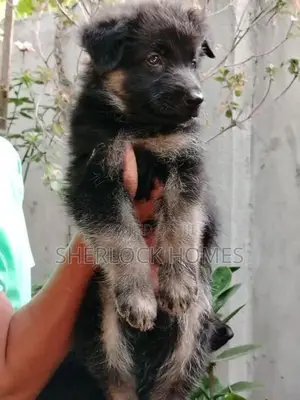 Lion Shepherd Puppies