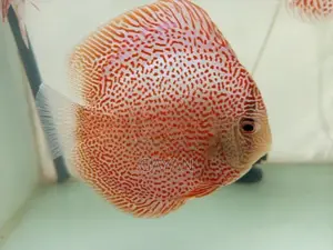 Discus Fish