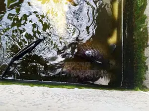 ගුරාමි Fish