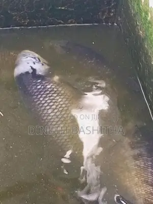 ගුරාමි Fish