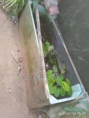 මාලු ටැංකි