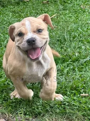 American Bully
