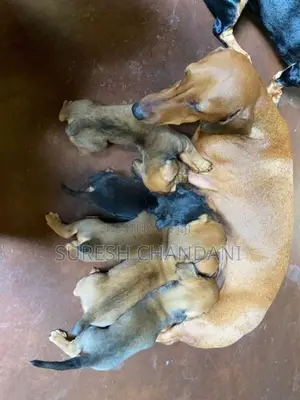 Dachshund puppies