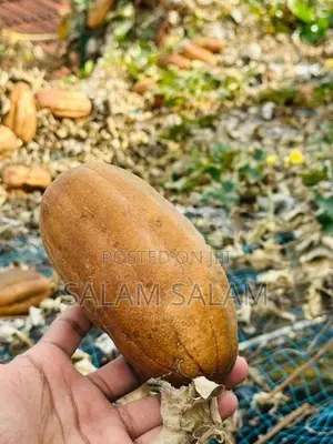பீர்க்கங்காய் seeds Luffa