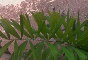 Oranamental Palm