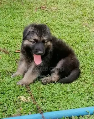 Lion Shepherd Puppies