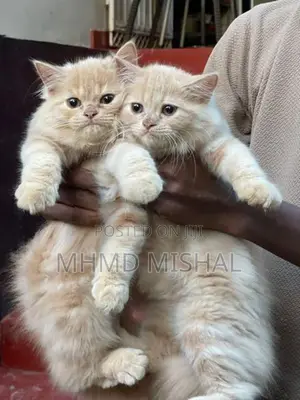 Persian Cat