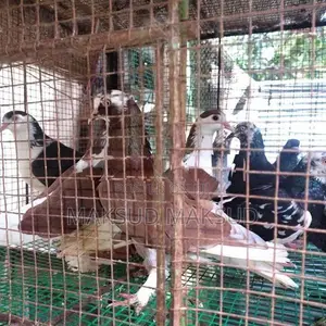 Pigeons