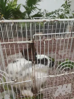 English Spot Male Rabbit