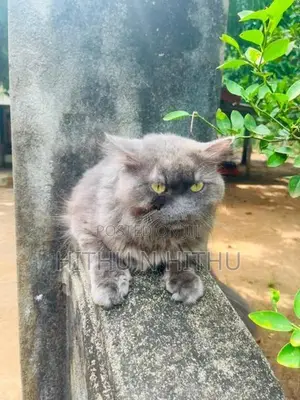 Persian Male Cat