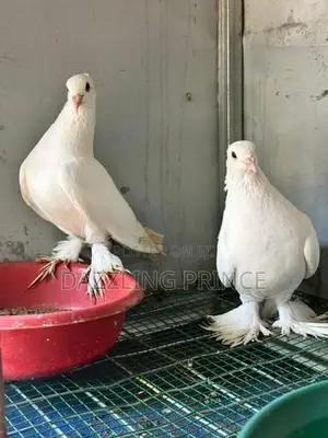 Pura Jodi