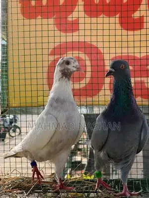 pigeon