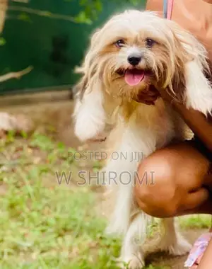 Shih Tzu Female Puppy