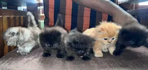 Persian Kittens