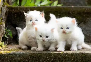 pasian cat