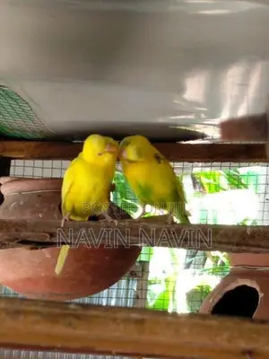 love bird