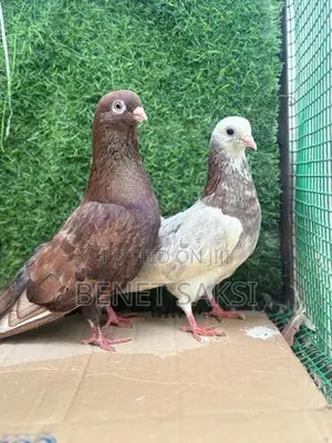 Pigeon