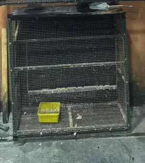 Birds Cage