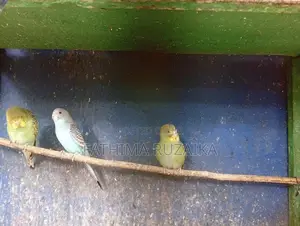 Love Birds