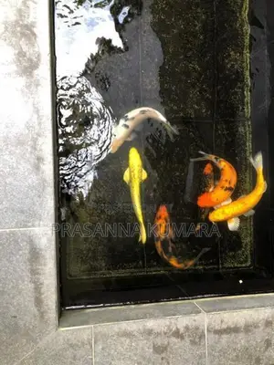 Carp Fish