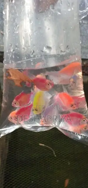 glow tetra fish