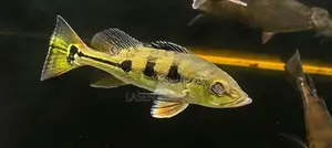 PEACOCK BASS INTERMEDIA
