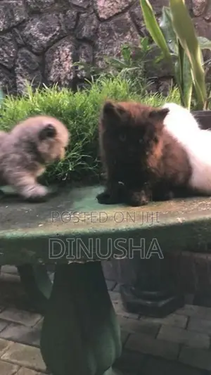 Persian Cat