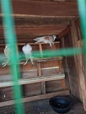 Pigeons