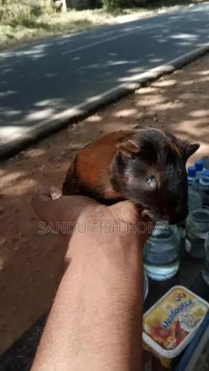 ගිනිපිග් හොදින් වැඩුන සතුන්