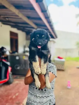 German Shepherd Puppy