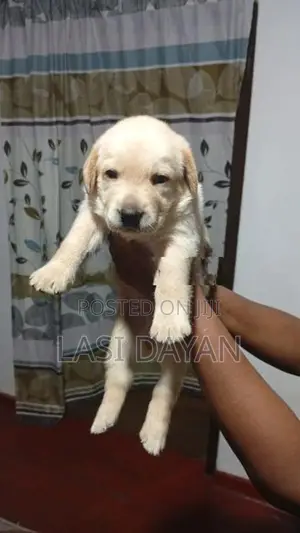 Labardor Golden