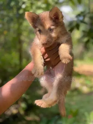 Husky Puppy