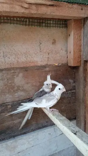 කොකටේල්