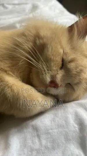 Male Persian Cat