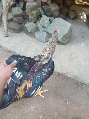 Rooster