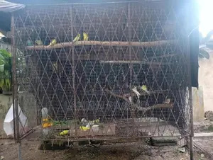 යකඩ කූඩුව සමඟ ලව් බර්ඩ්ස් කුරුල්ලන්