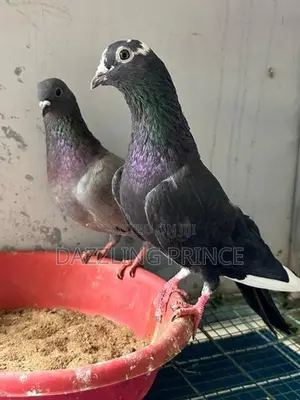 Pigeons