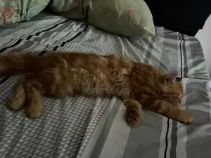 Persian Cat