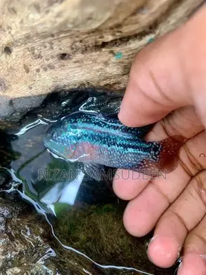 Red Dragon Flower Horn Fish