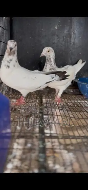 Pigeons