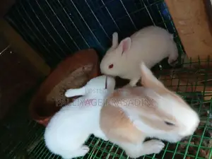 Rabbit