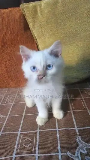 Persian