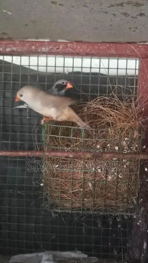 Finches Birds