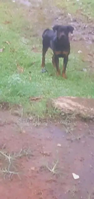 Rottweiler Dog